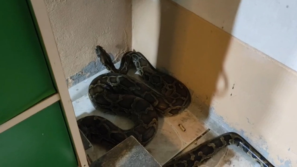 สระบุรี–งูหลามขนาดใหญ่หนีหนาวเลื้อยเข้าบ้าน - หนังสือพิมพ์อินทรีสยาม​