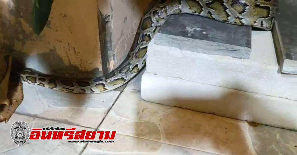สระบุรี–งูหลามขนาดใหญ่หนีหนาวเลื้อยเข้าบ้าน