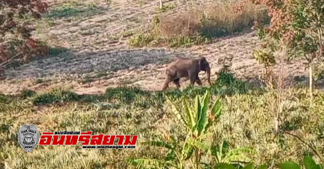 กาญจนบุรี-ช้างป่าบุกทำลายพืชสวนและรื้อบ้านประชาชน จนต้องย้ายหนี