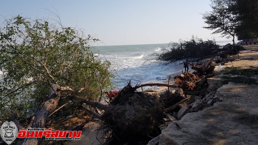 เพชรบุรี-คลื่นยักษ์ซัดชายหาดชะอำ ต้นสนอายุ20ปี ล้มลงทะเล