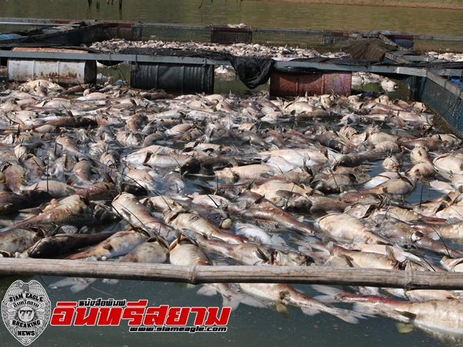 กาญจนบุรี-คืบหน้าเกษตรกรผู้เลี้ยงปลากดคังทองผาภูมิ ตายไม่ต่ำกว่า 100 ตัน