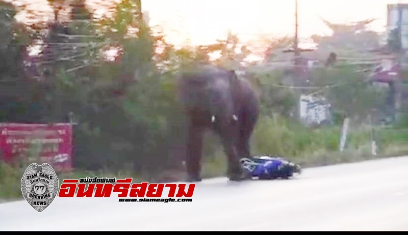 สระแก้ว-หมอช้างแจง ช้างป่าสีดอกระทืบรถนักข่าว เกิดจากเครียดถูกขับออกจากฝูง