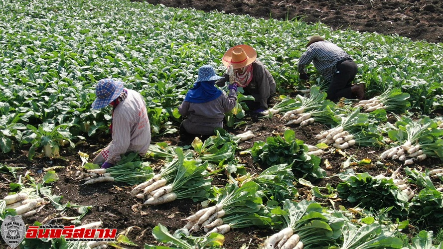ลพบุรี-เกษตรกรโคกตูมเร่งเก็บเกี่ยวหัวไชเท้าสินค้าขายดีตลาดต้องการ
