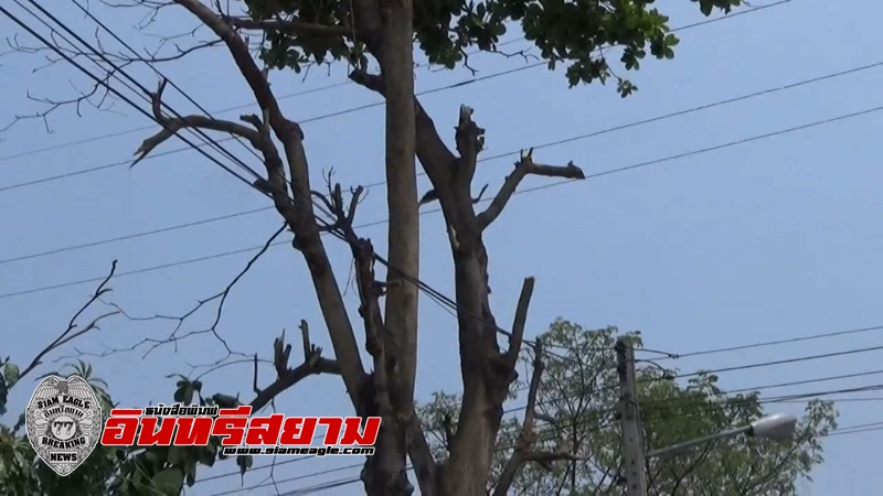 สระบุรี-ชายวัย 44 ปี ปีนขึ้นไปตัดต้นไม้ ถูกไฟฟ้าช็อตตกลงมาตายคาที่