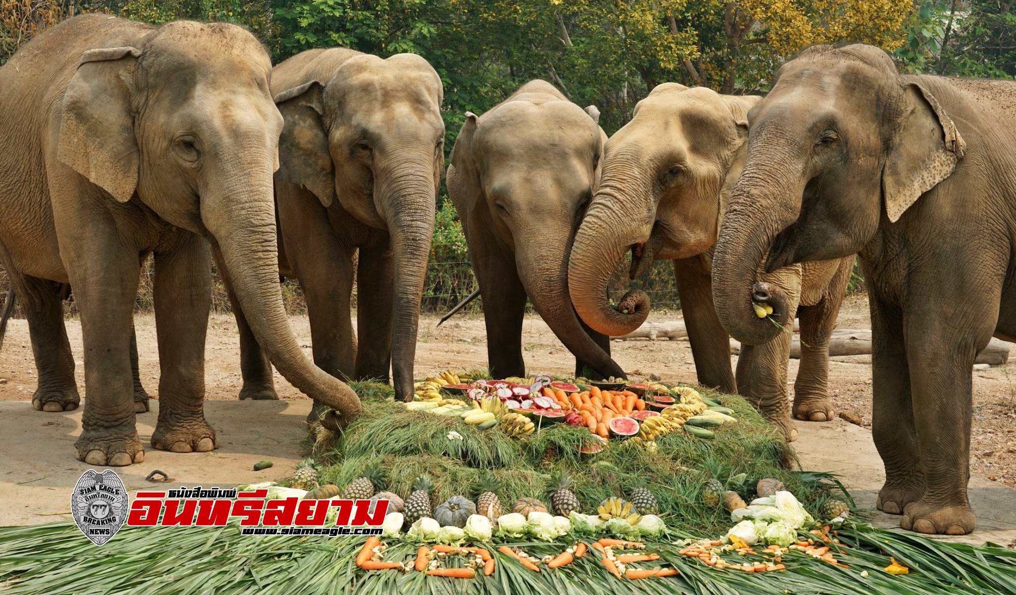 เชียงใหม่-ไนท์ซาฟารี จัดบุฟเฟ่ต์ผักและผลไม้รวม มอบความสุขให้ช้าง