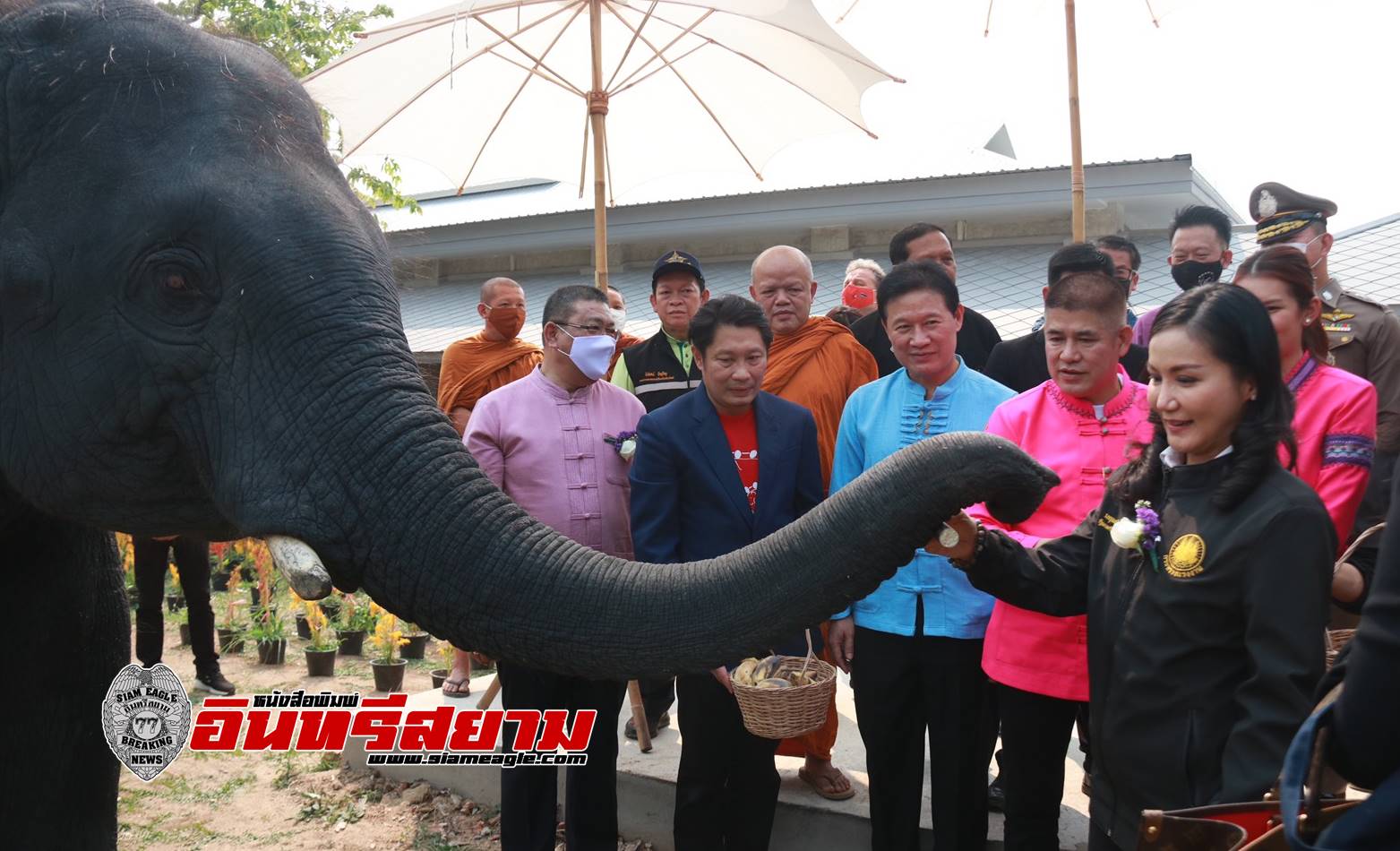 เชียงใหม่-เปิดกิจกรรม ART FOR ELEPHANT ระดมทุนช่วยเหลือช้าง