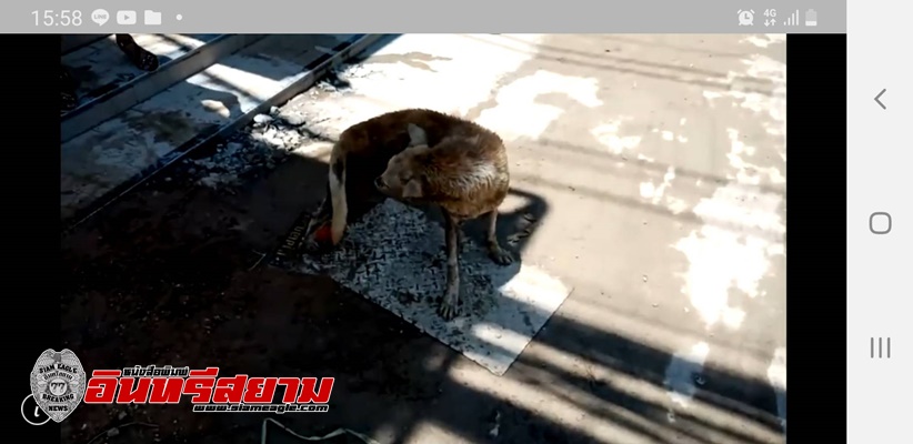 ชลบุรี-สาวน้ำใจงาม จอดรถช่วยสุนัขจรจัดชักเกร็งนำส่งรักษา