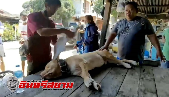 ชลบุรี-ปศุสัตว์อำเภอบางละมุง ลงพื้นที่ตรวจสอบสุนัข กัดเจ้าของบาดเจ็บ
