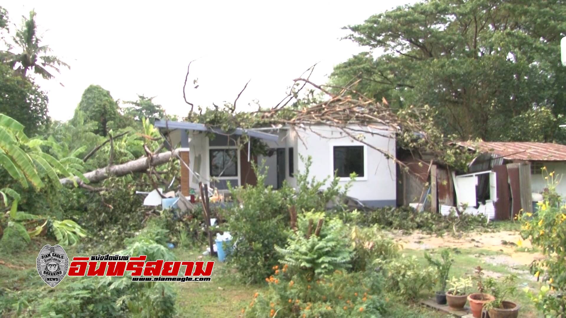 ชัยนาท-ต้นยางอายุเกือบ 100 ปี ถูกพายุพัดโค่นทับบ้านเรือนประชาชน