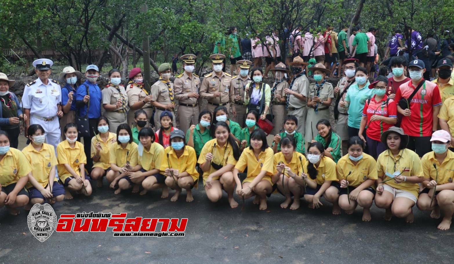 ชลบุรี-กองทัพเรือ นำนักเรียน 200 คน ปลูกป่าชายเลน