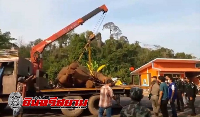 ชลบุรี-สลด ช้างป่าวัย 12 ปี ถูกไฟฟ้าช๊อตตาย