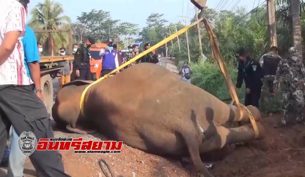 ชลบุรี-คืบหน้าช้างป่าตายผ่าพิสูจน์ยัน ถูกไฟฟ้าช๊อต