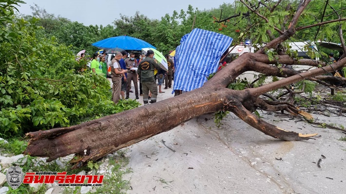 ลพบุรี-สลดพายุพัดกระหน่ำต้นไม้ใหญ่หักโค่นทับชาวไร่ดับคารถไถ