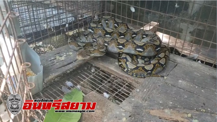 สระบุรี-ตาวัย 85 ปี เครียดงูเหลือมเข้าไปกินนกในกรง สระบุรี-ตาวัย 85 ปี เครียดงูเหลือมเข้าไปกินนกในกรง
