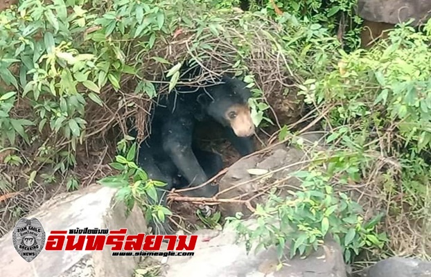 ปราจีนบุรี-หมีหมาเพศผู้กินเห็ด-คางคกจนเมาชาวบ้านแจ้งป่าไม้จับ