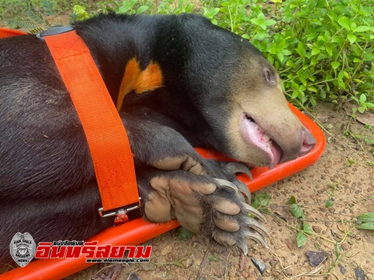 ปราจีนบุรี-หมีหมากินเห็ดป่า-คางคกจนเมาตกเขาตายแล้ว!!!