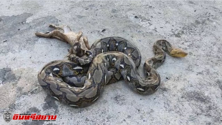 สระบุรี – งูเหลือมขนาดเล็กใหญ่หลายตัวออกหาเขมือบเหยื่อภายในปั๊ม
