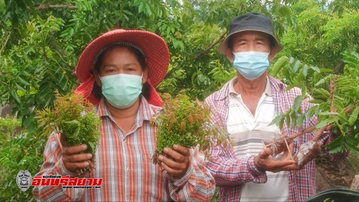 ปราจีนบุรี-ช่วงโควิด-19 เกษตรกร เร่งผลิตสะเดามันนอกฤดู ราคาลิ่วโลละ130บาท ไม่พอขาย