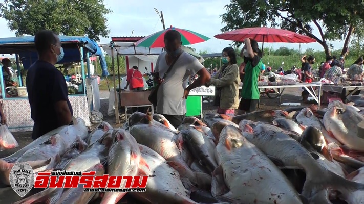 ชัยนาท-ตลาดเช้าเขื่อนเจ้าพระยาคึกคัก ปลาช่วงน้ำหลากขายราคาถูก