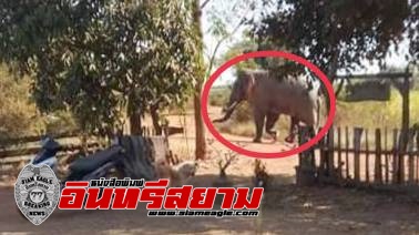 ปราจีนบุรี-ร้องทุกข์ชาวบ้าน !ช้างป่าอ่างฤาไนเครียดวิ่งไล่ผู้ช่วยผู้ใหญ่บ้าน