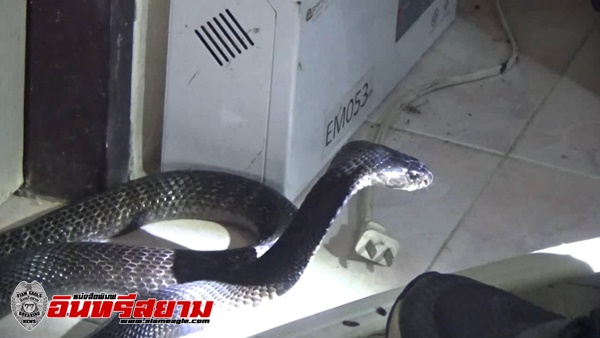 สระบุรี-งูไล่หมาเจอคนขู่ฟ่อฟ่อ ถูกกู้ภัยหญิงจับด้วยลีลาเด็ด