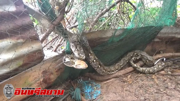 สระบุรี – งูเหลือมตัวใหญ่ ยาว 4 เมตร ลักลอบเข้าเล้าหวังเขมือบไก่