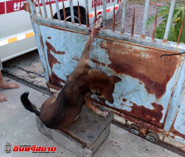 สุพรรณบุรี-กู้ภัยอึ้งช่วยสุนัขถูกเหล็กแหลมเสียบไม่ยอมร้อง