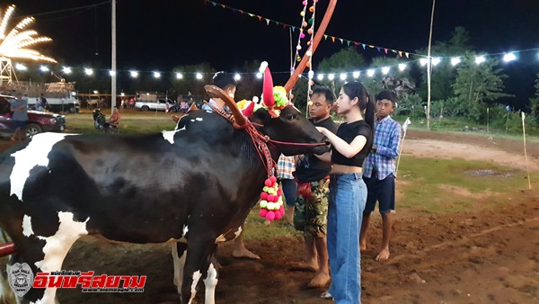 เพชรบุรี-จัดงานประเพณีวัวเทียมไถสวยงาม และม้าเต้น สืบสานประเพณีภูมิปัญญาท้องถิ่น