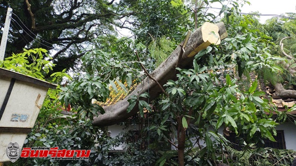 นครนายก – ฝนตกหนักหลายวันต้นไม้ล้มทับหลังกำแพง ศาลาวัดหลังคาบ้านเสียหาย
