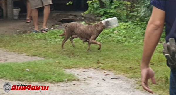 ราชบุรี-ผู้ใหญ่บ้านช่วยหมาแม่ลูกอ่อนหัวติดกระป๋องนานกว่า20ชั่วโมง