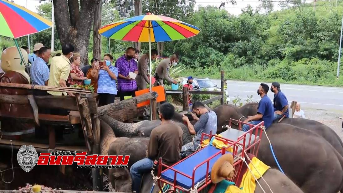 สุพรรณบุรี-จิบแฟ แลช้างแสนรู้ กินเตี๋ยวกะลา ห้อยขาขึ้นช้าง ไหว้พระอิ่มบุญสุขใจ