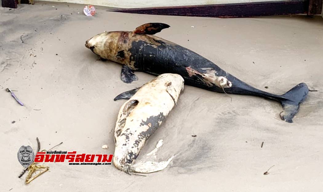 ประจวบคีรีขันธ์-เศร้า..! พบลูกปลาโลมา 2 ตัว ตายเกยตื้นทะเลหัวหิน
