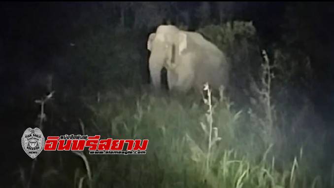 ปราจีนบุรี-ไล่”เจ้าย่อง”ช้างป่าทับลานแอบมากินข้าวทั้งคืนทุกคืนยันเช้า