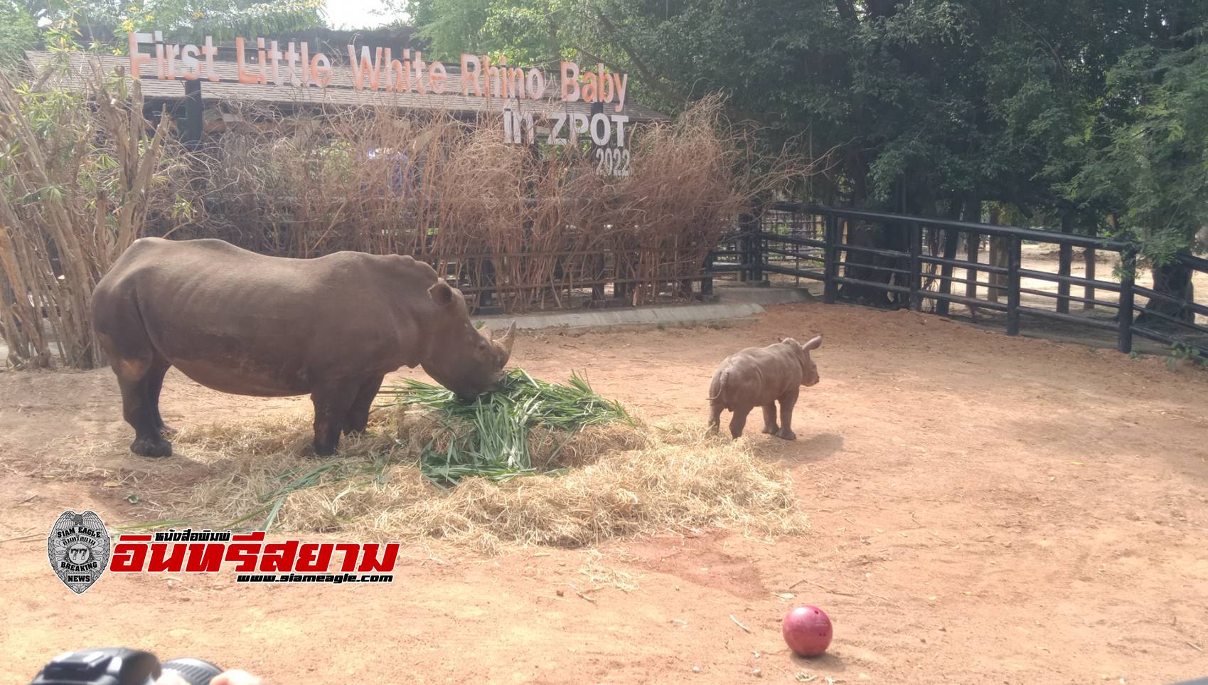 ชลบุรี-สวนสัตว์เปิดเขาเขียว เปิดตัว สมาชิกใหม่ “ลูกแรดขาว” ตัวแรกขององค์การสวนสัตว์