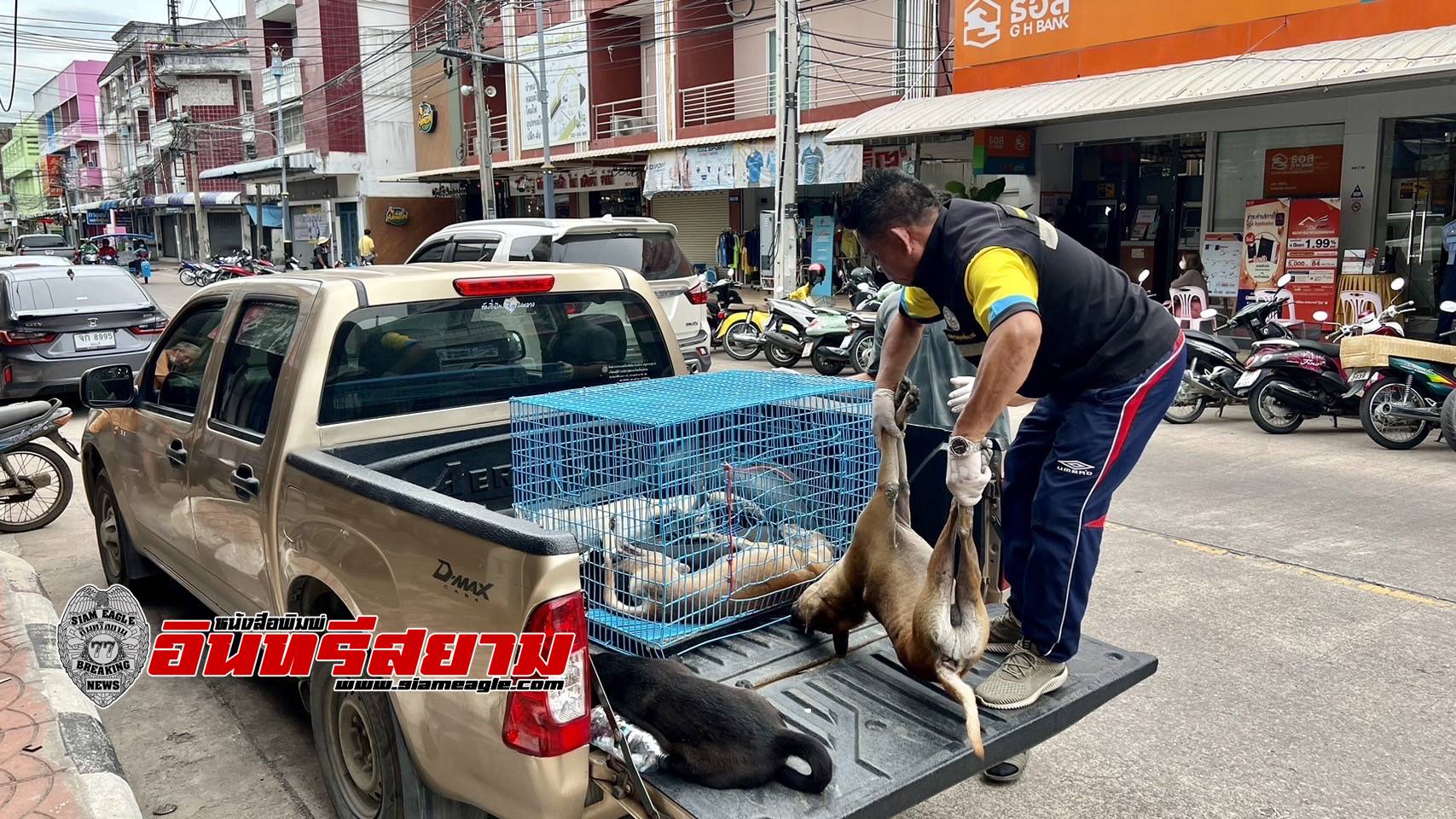 ชลบุรี-รวบหมดแก๊งค์..!! เมืองสัตหีบร่วมปศุสัตว์อำเภอลุยจับ”สุนัขจรจัด”หลังออกอาละวาดไล่กัดรถรอบคัน