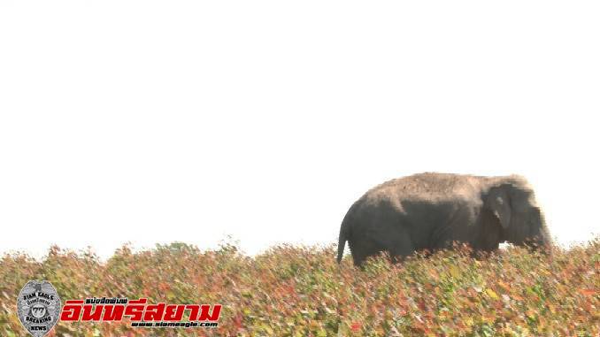 ปราจีนบุรี-ทุกข์ชาวบ้าน! ผวาช้างป่าอ่างฤาไน แปดริ้วข้ามฝั่ง เดินเคาะหน้าต่าง3หลังรวด