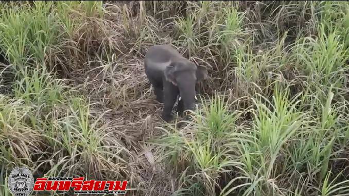 ปราจีนบุรี-ระวังภัย! ลุงขับรถชน ช้างหามส่งโรงพยาบาล