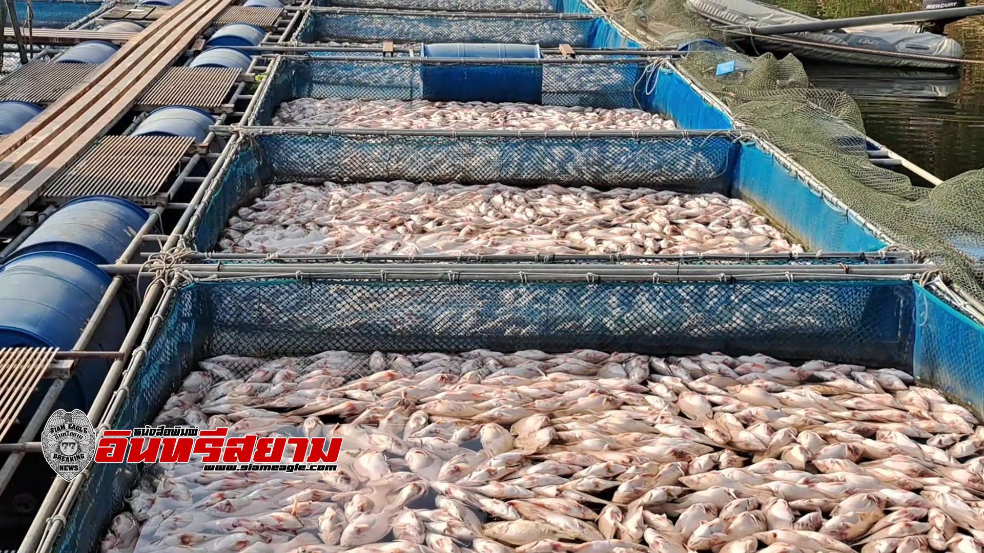 ราชบุรี-โวย..! โรงงานปล่อยน้ำเสีย ทำปลาตายยกกระชัง สูญเสียหลายล้านบาท