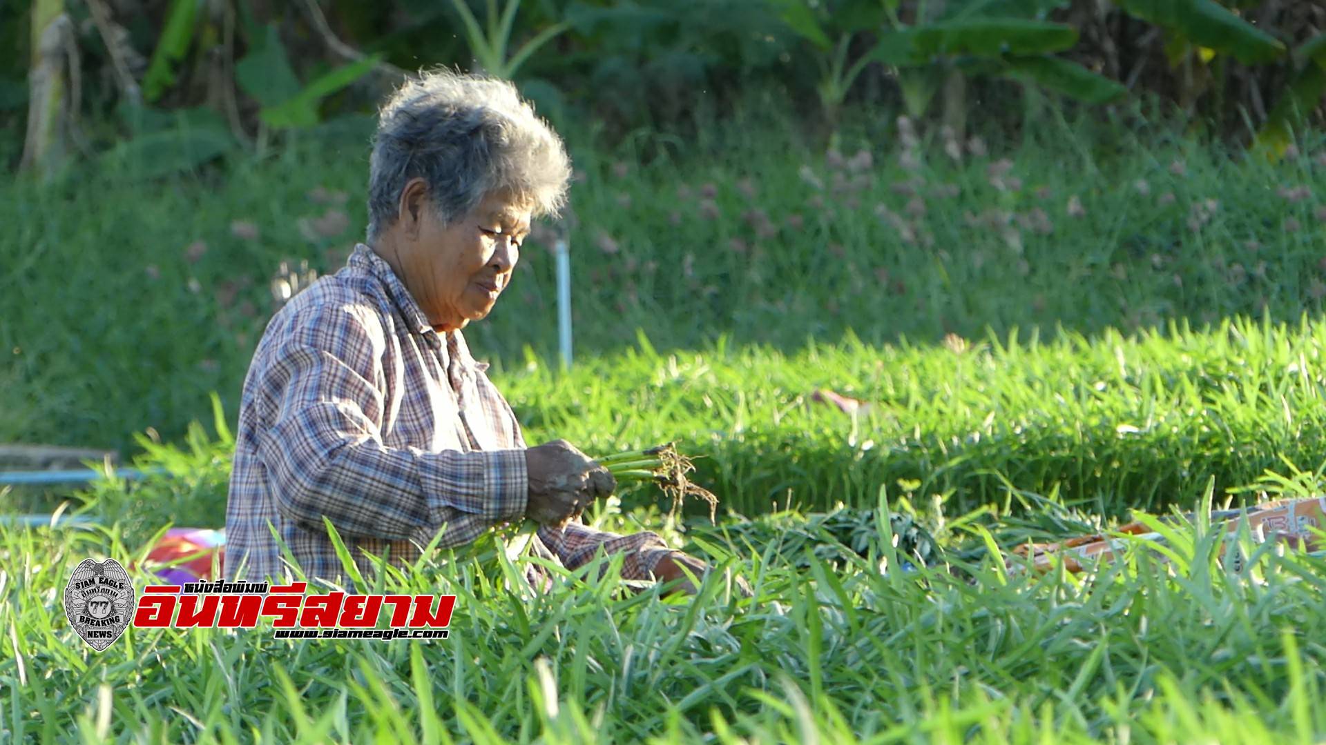 ราชบุรี-เกษตรกรผู้ปลูกผักบุ้งยิ้ม รีบเก็บผลผลิตขาย หลังอากาศเย็นราคาปรับขึ้นสูงตั้งแต่ปีใหม่