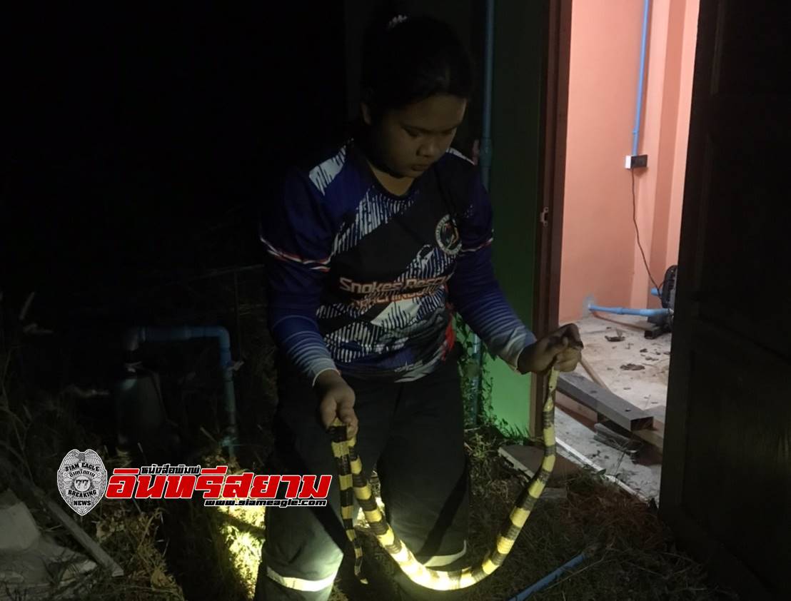 ปราจีนบุรี-คลิป..นักเรียนสาวกู้ภัยจับงูสามเหลี่ยมพิษด้วยมือเปล่า
