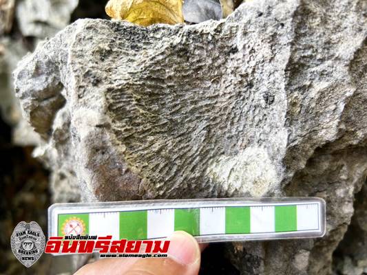 เพชรบุรี-ฮือฮา! พบซากฟอสซิลดึกดำบรรพ์ อายุเกือบ 300 ล้านปีในวนอุทยานเขานางพันธุรัต ชะอำ