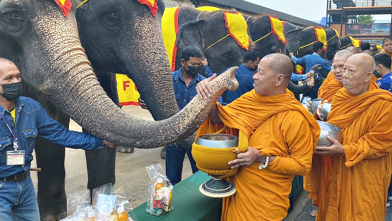 ชลบุรี-สวนนงนุชพัทยา จัดขบวน คชคชาคู่บารมี  รับวันช้างไทยพร้อมจัดโต๊ะจีนผลไม้ให้ช้างกว่า3ตัน