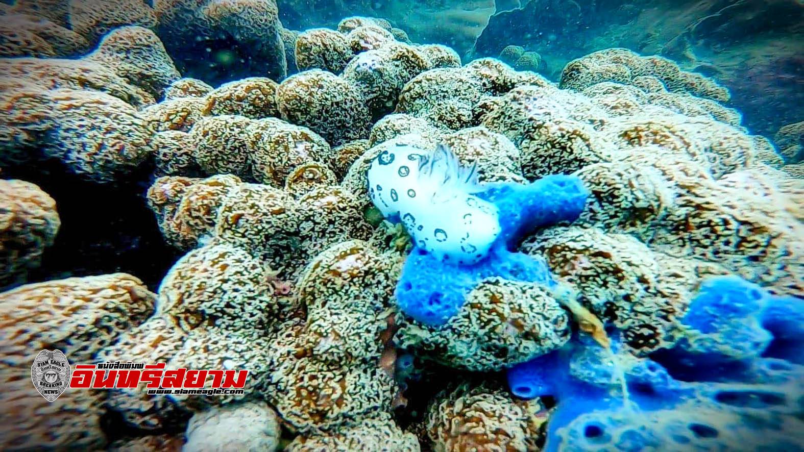 ประจวบคีรีขันธ์-อช.หาดวนกร สำรวจปะการังเกาะจานสภาพสมบูรณ์ พร้อมรับ นทท.ดำชมความสวยงาม