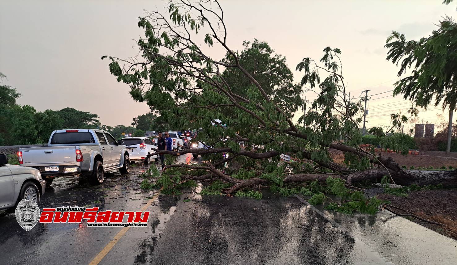 สุพรรณบุรี-ฝนตกลมกระโชกพัดต้นไม้ใหญ่ริมถนนหลายสายล้มทับรถยนต์พังเสียหาย