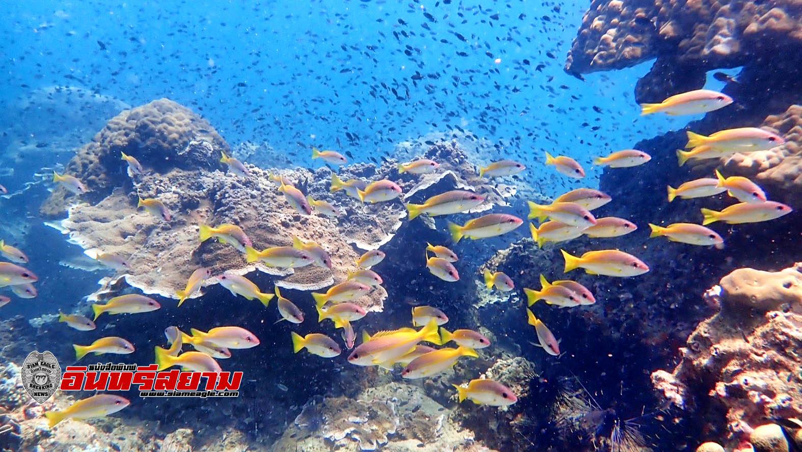 ประจวบคีรีขันธ์-อช.หาดวนกร ติดตั้งทุ่นดักขยะและเก็บซากอวนประมงป้องกันแนวปะการัง