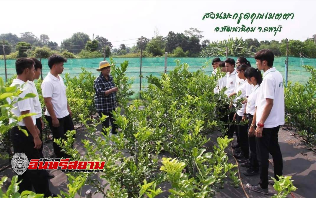 ลพบุรี-มะกรูดออแกนิค..ครบวงจรสร้างรายได้ส่งขายเมืองไทยและเมืองนอก