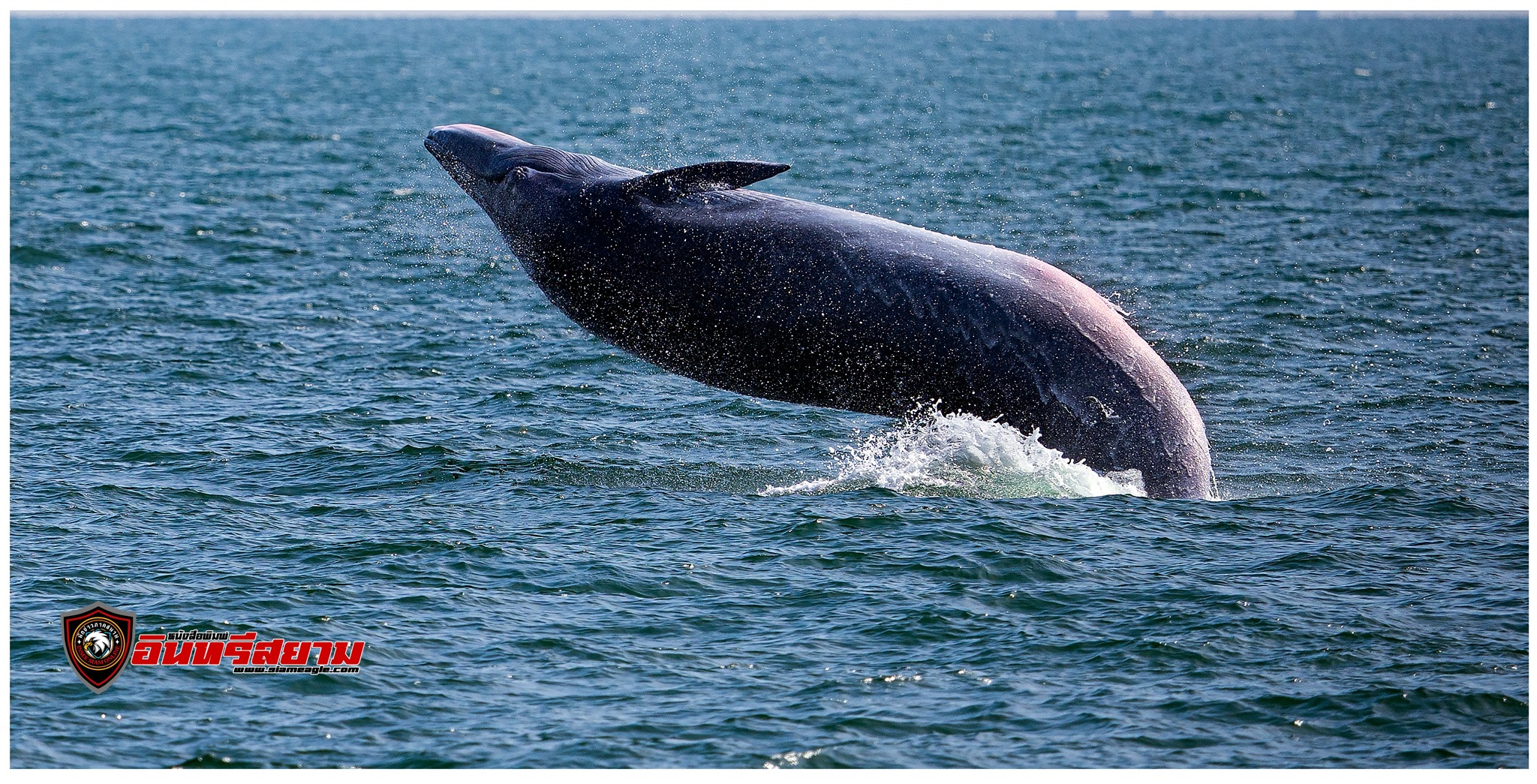 เพชรบุรี-ฝูง”วาฬบรูด้า”ออกมาอวดโฉมจำนวนมากตั้งแต่บริเวณปากอ่าวบางตะบูน แหลมผักเบี้ยจนถึงหาดเจ้าสำราญ