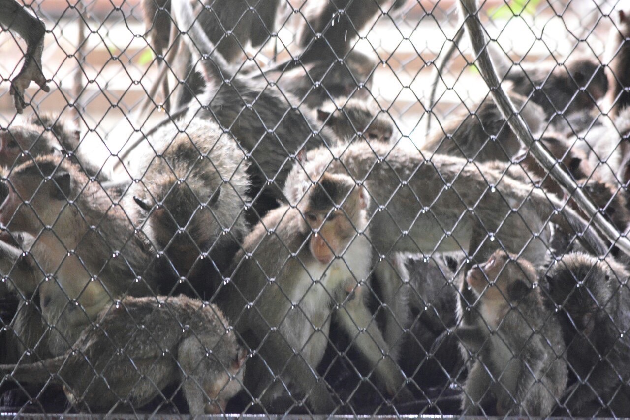 เพชรบุรี-กรมอุทยานฯเตรียมย้ายลิงตึกหน้าเขาวัง ไปศูนย์เพาะเลี้ยงสัตว์ป่าห้วยทราย แก้ปัญหาลิงล้นเมือง