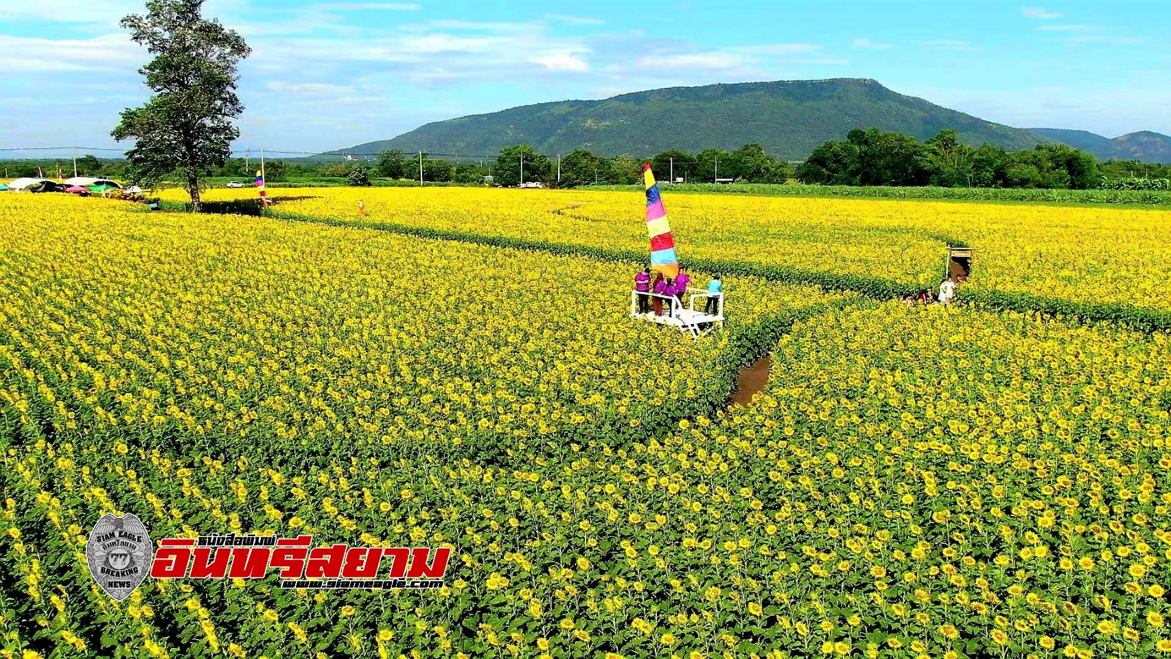 ลพบุรี-ปลายฝนต้นหนาวทานตะวันบานสะพรั่งรอรับนักท่องเที่ยวมาเยือน ลพบุรี-ปลายฝนต้นหนาวทานตะวันบานสะพรั่งรอรับนักท่องเที่ยวมาเยือน