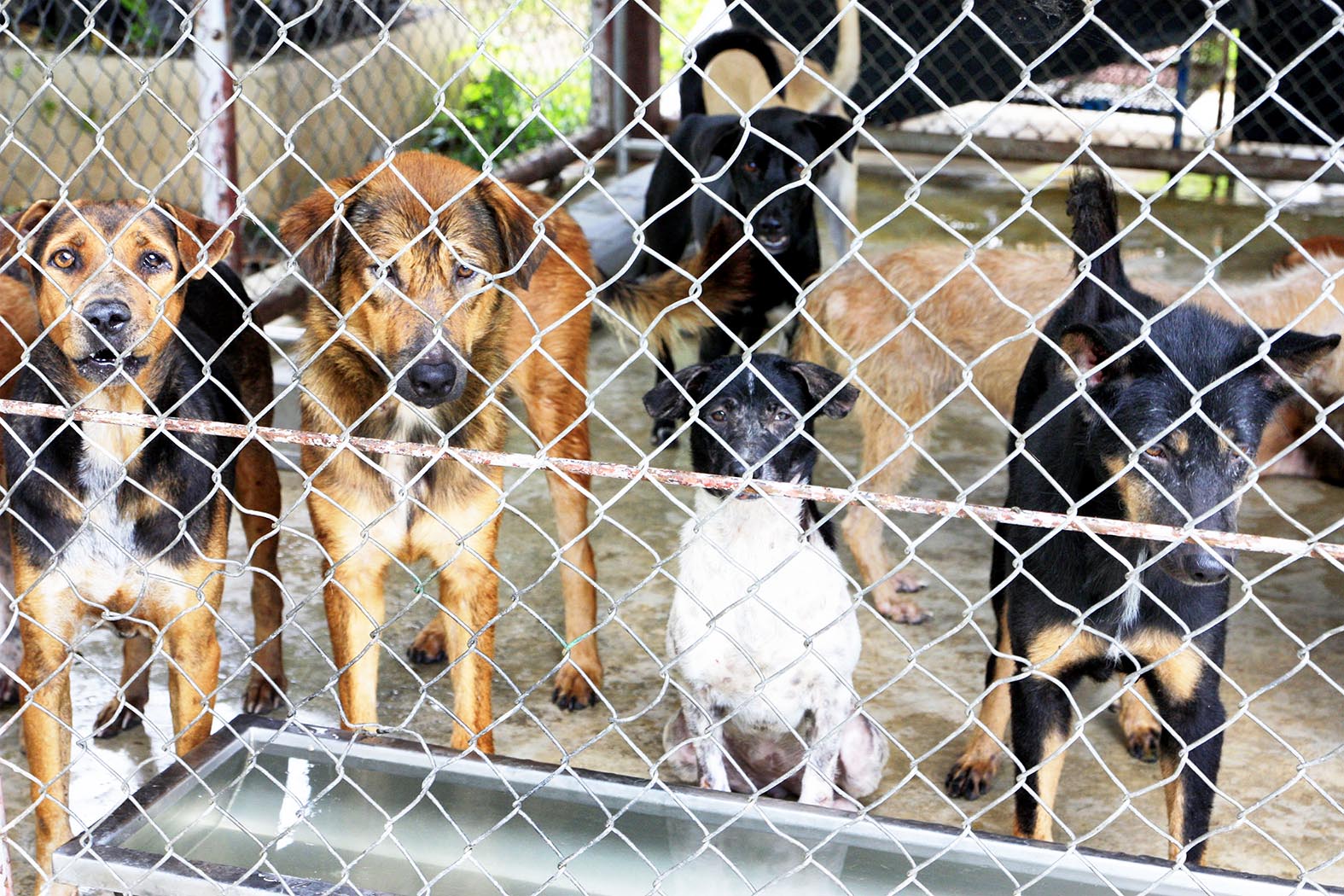 ประจวบคีรีขันธ์-นำร่อง 3 อำเภอ พื้นที่ปลอดโรคพิษสุนัขบ้ามุ่งสู่แหล่งท่องเที่ยวปลอดภัย
